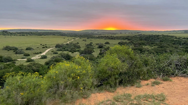 Shamwari sunset